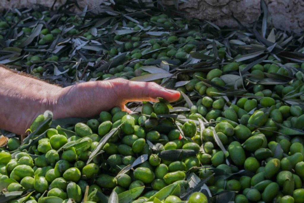 Il giusto prezzo dell’olio